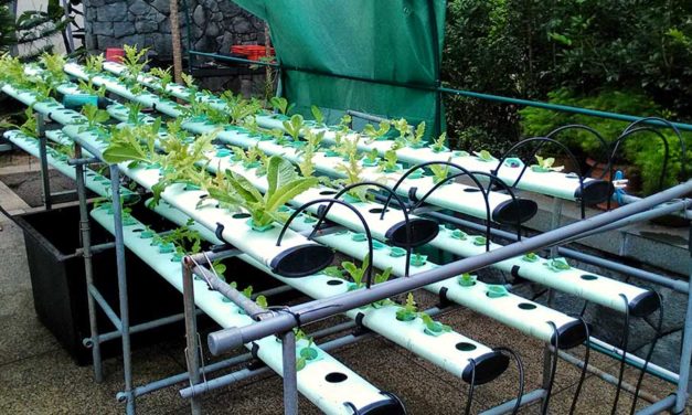 The Joy of Gardening in TTC