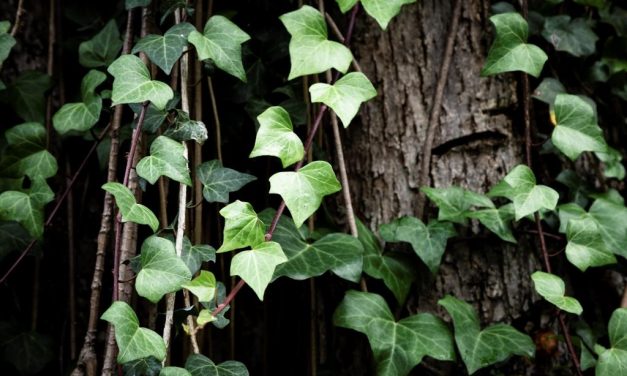 Abiding in the True Vine